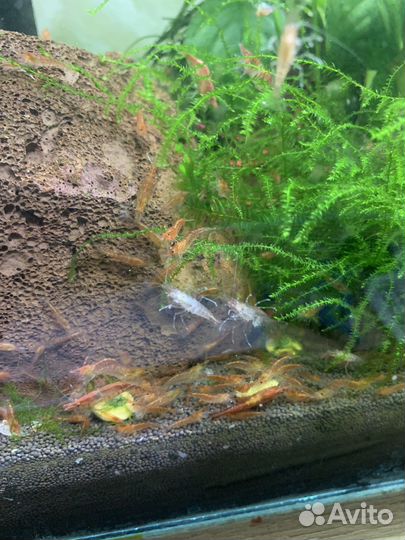 Креветки вишня и блю дрим