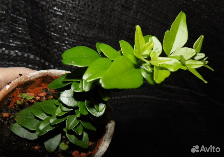 Трифазия трифолия карликовая (Triphasia trifolia d