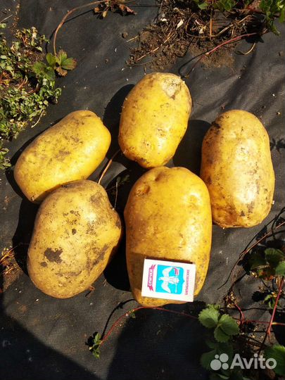 Продам картофель