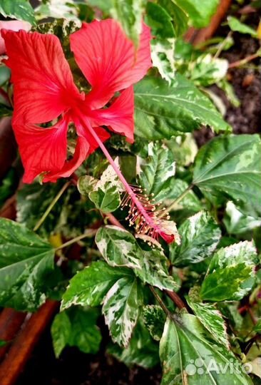 Гибискусы сортовые, комнатные