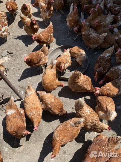 В продаже куры породы Ломан Браун