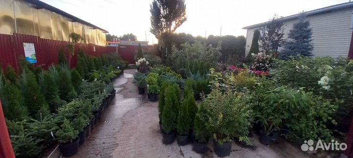 Декоративные деревья Кустарники Многолетние цветы