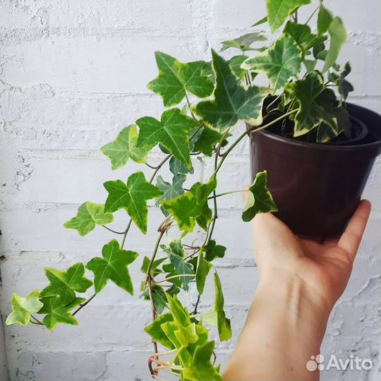 Плющ. Хедера. Комнатные цветы