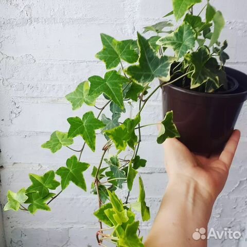 Плющ. Хедера. Комнатные цветы