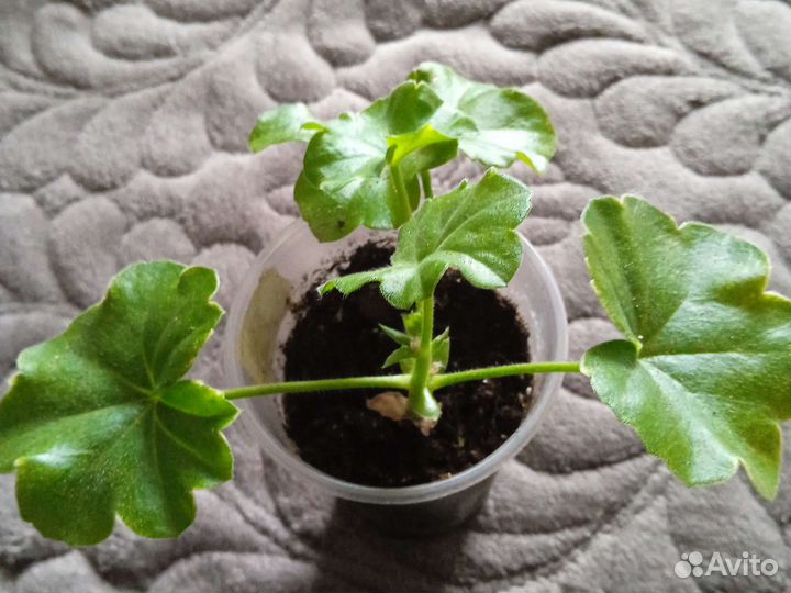 Плющелистная пеларгония