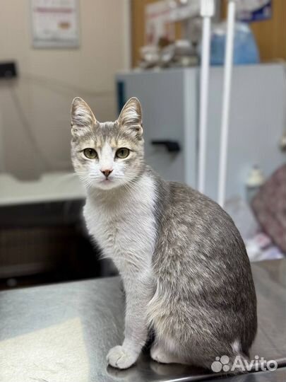Кошка
