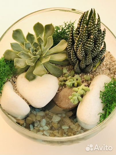 Флорариум с суккулентами