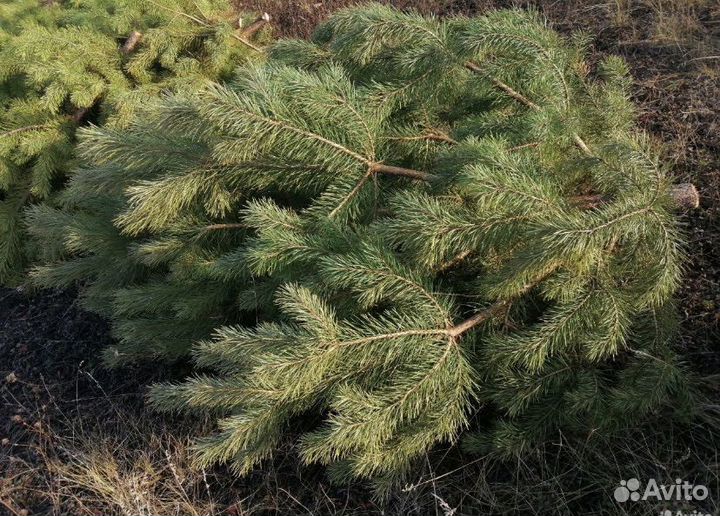 Сосна новогодняя живая оптом