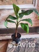 Апельсин, Лимон, Мандарин, Банан, Маракуйя и т.п