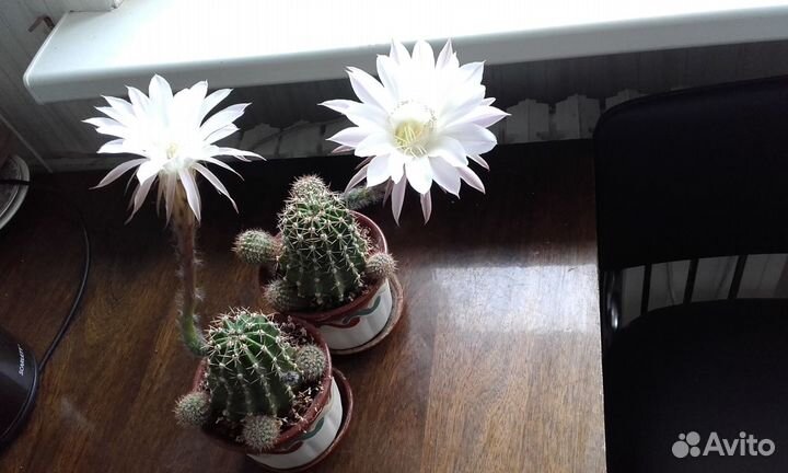 Кактусы и суккуленты