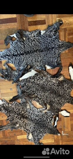 Ушанки Каракуль с Питоном Zilli