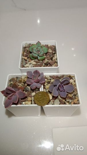 Суккуленты, эхеверии