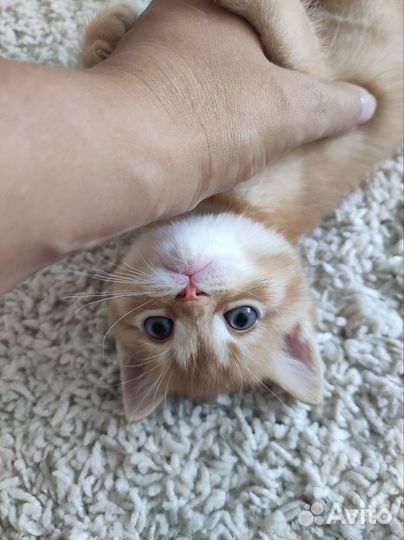 Шотландские котята шиншилла золотая и серебристая