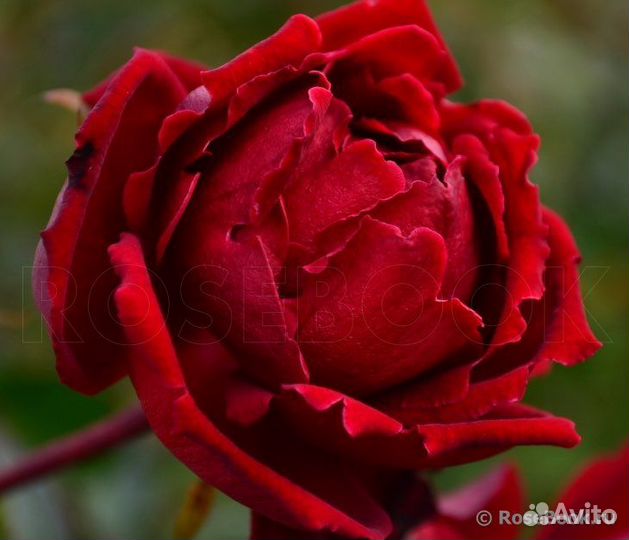 Плетистая Роза Мессир Дельбар/Грандесса