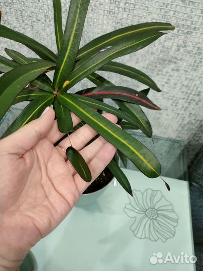 Кротон red banana