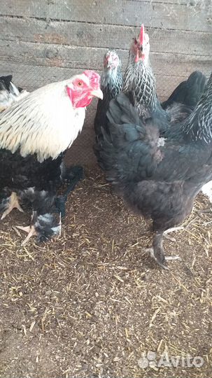 Инкубационное яйцо кур брама