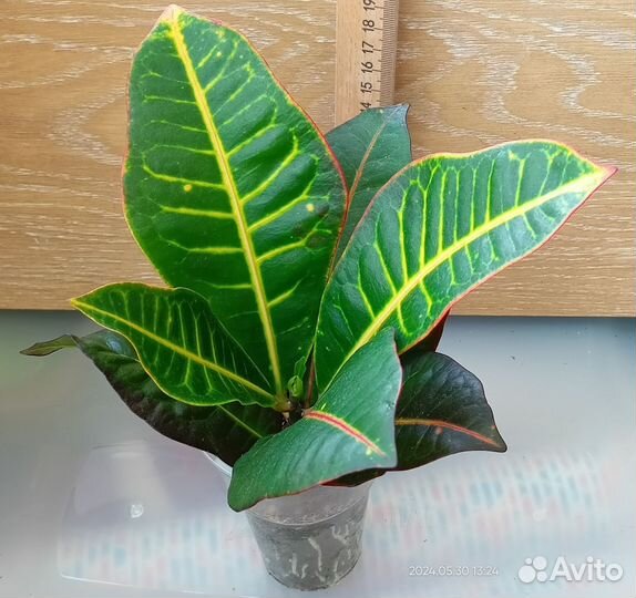 Кодиеум Кротон Петра