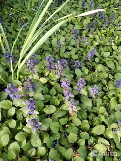 Многолетние цветы