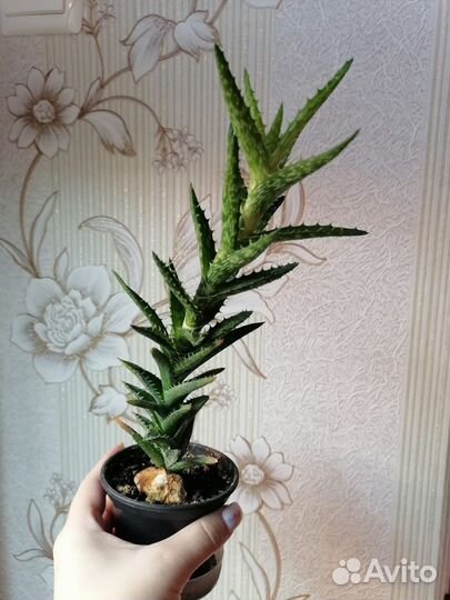 Суккуленты