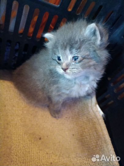 Русская голубая, котята