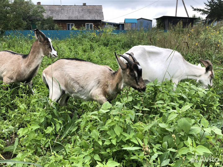 Породистые козы, козел и козлята