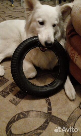 Шикарная блондинка девочка Отдам