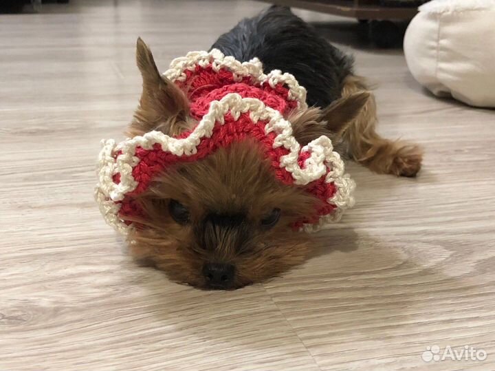Вязаная шляпка для животных