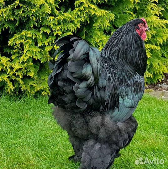 Брама - куры и петух (семья)