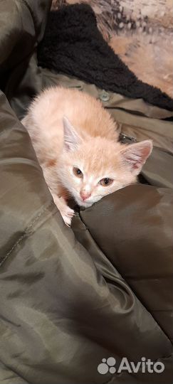 Рыжий котенок