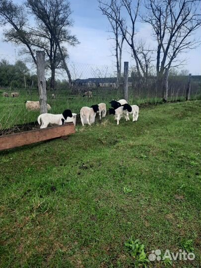 Ягнята баранчики. Есть свободные