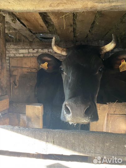 Корова дойная
