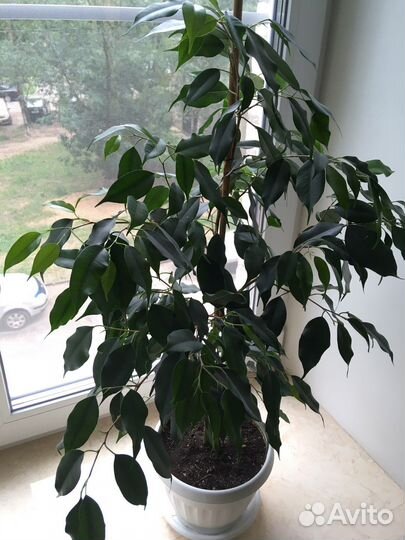 Кротон Goldfinger