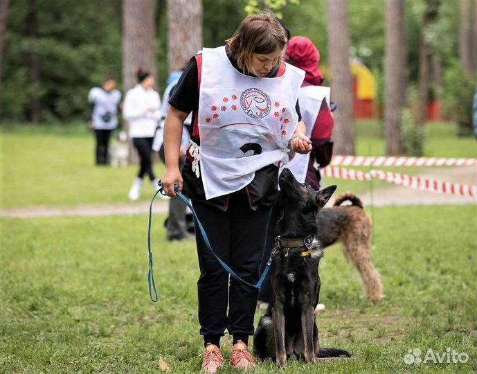 Услуги кинолога с выездом / Дрессировка собак