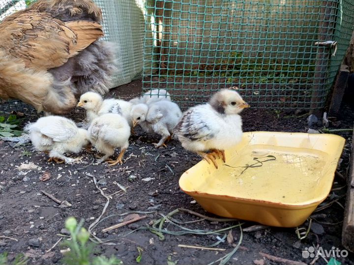 Наседка с цыплятами