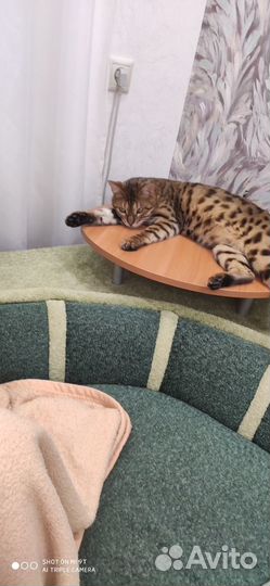 Кот в добрые руки