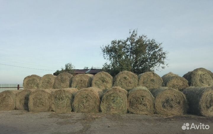 Сено в рулонах