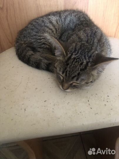 Кошка в дар бесплатно