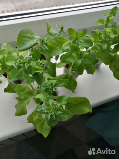 Продам рассаду петунии грандифлора