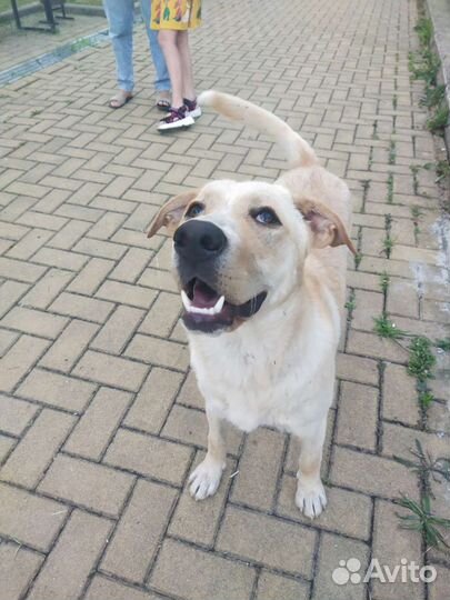 Собака в добрые руки