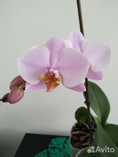 Орхидея фаленопсис