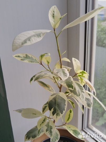 Фикус альбомаргината