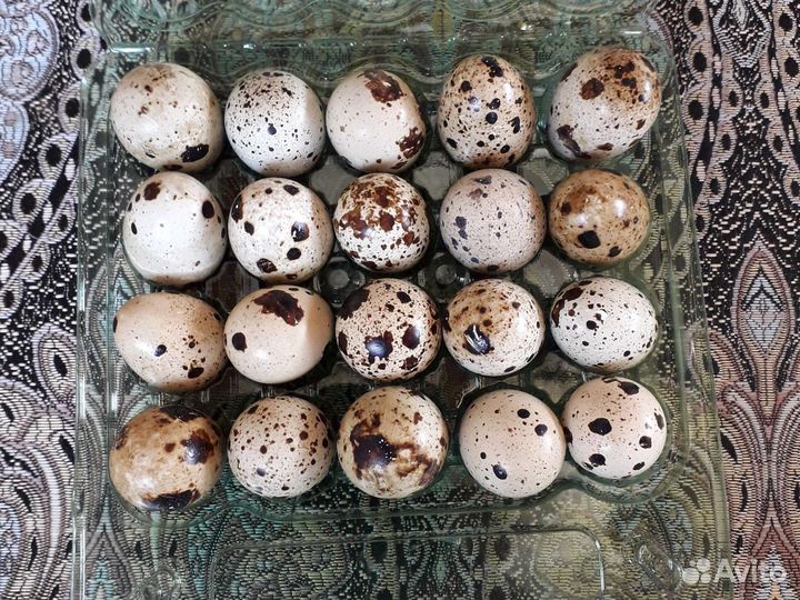 Яйца перепелиные домашние