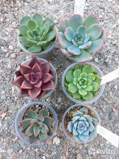 Эчеверии много разных, корейские новинки