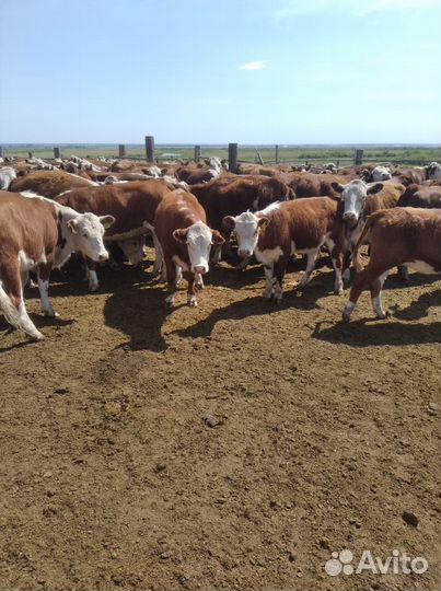 Телки герефордской породы