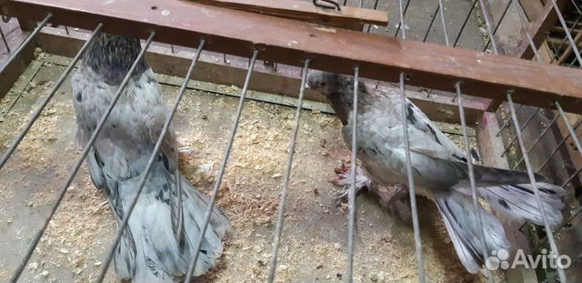 Широкохвостые мраморные голуби