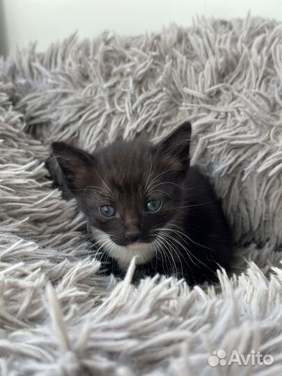 Отдам котенка в добрые руки