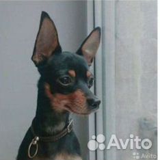 Той-терьер щенки