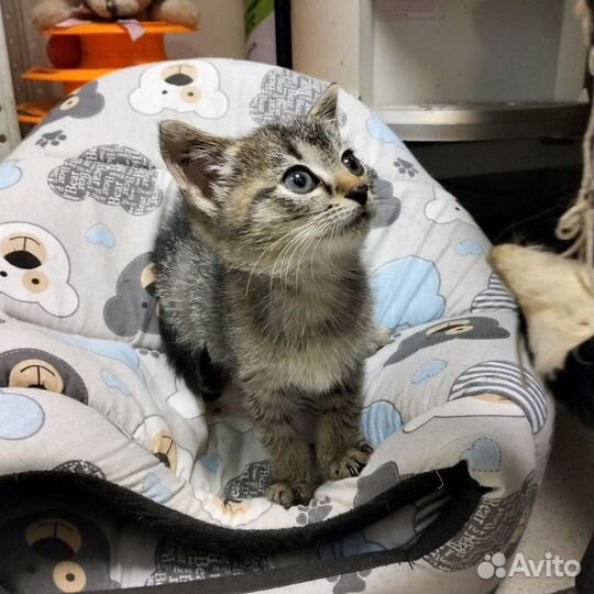 Котята девочки в добрые руки