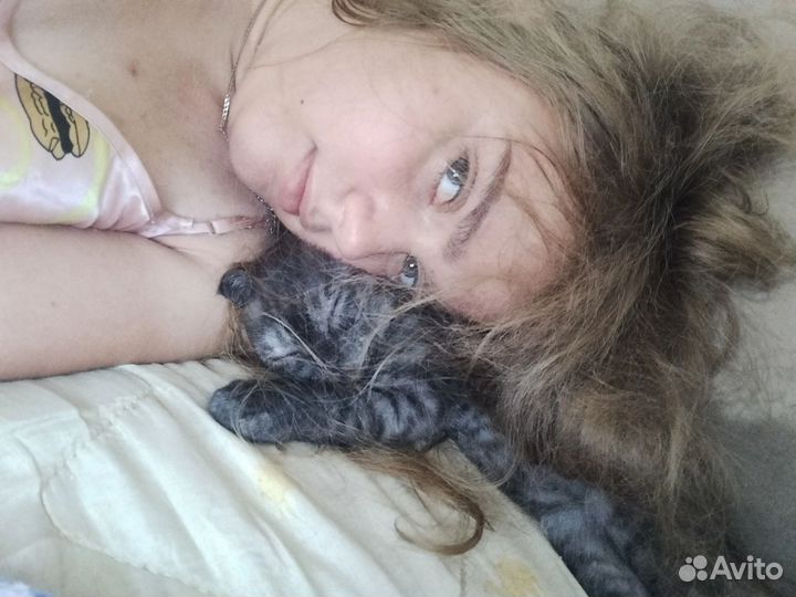 Передержка кошек, котов, котят во время отпуска