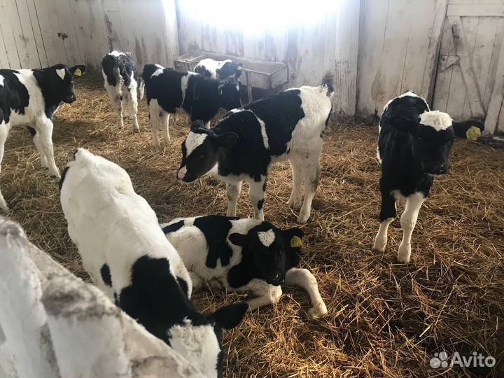 Бычки телята крс